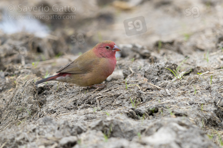 Red-billed Firefinch