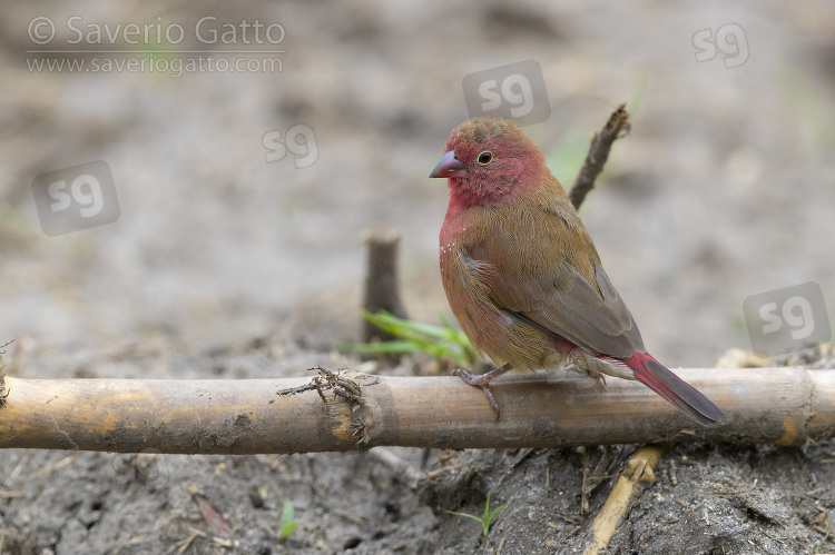 Red-billed Firefinch, adult male standing on the ground