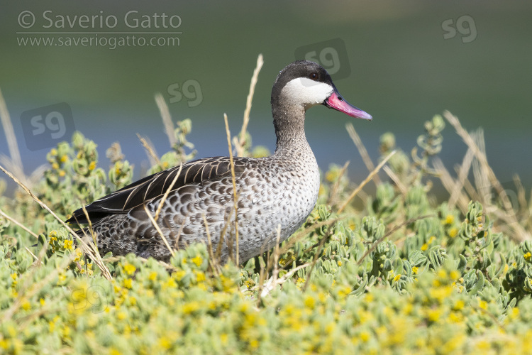 Red-billed Teal, side view of an adult standing on the ground