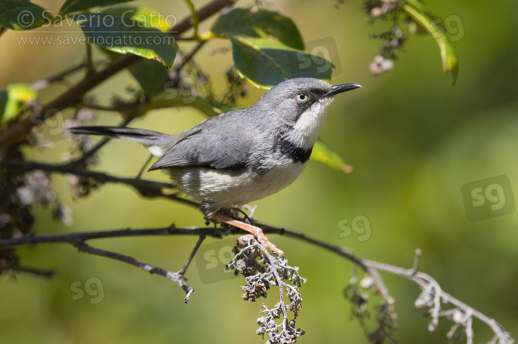 Bar-throated Apalis, side view of an adult perched on a branch