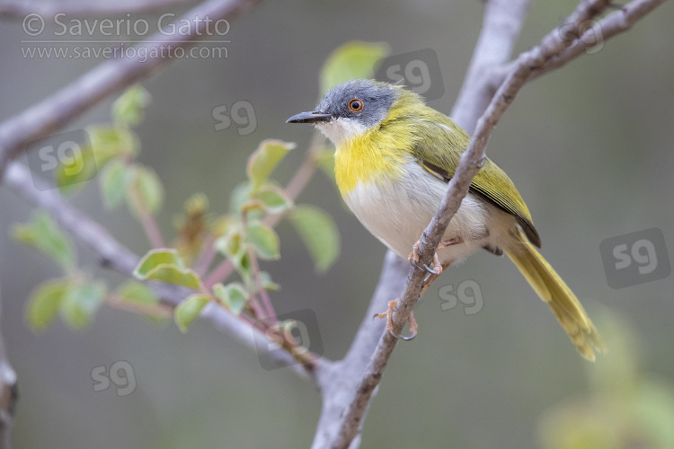 Yellow-breasted Apalis, adult perched on a branch