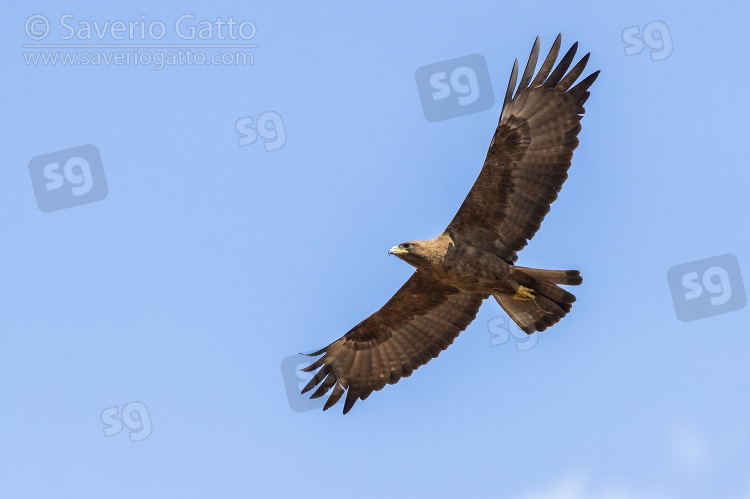 Wahlberg's Eagle, brown morph individual in flight seen from below
