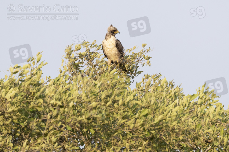 Wahlberg's Eagle, pale morph adult perched on a tree