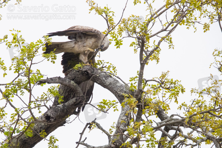 Wahlberg's Eagle, pale  morph adult collecting branches for its nest