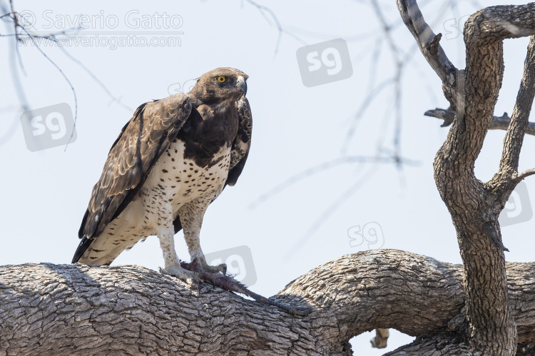 Martial Eagle, adult perched on a branch