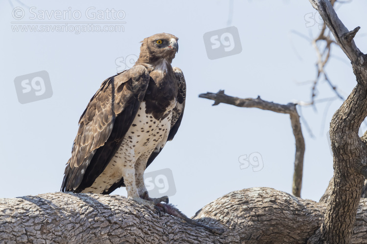 Martial Eagle, adult perched on a branch