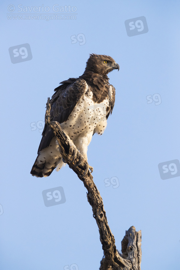 Martial Eagle, adult perched on a branch