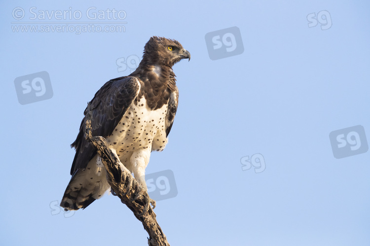 Martial Eagle, adult perched on a branch