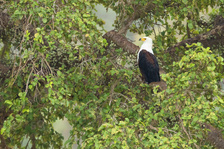 Aquila pescatrice africana