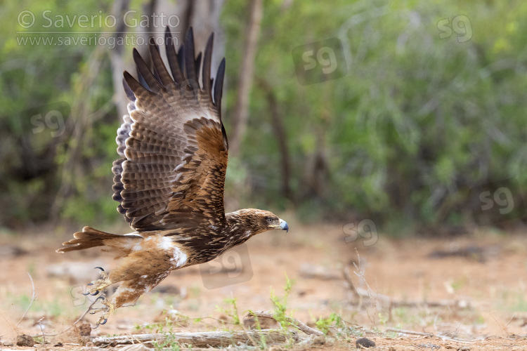 Tawny Eagle