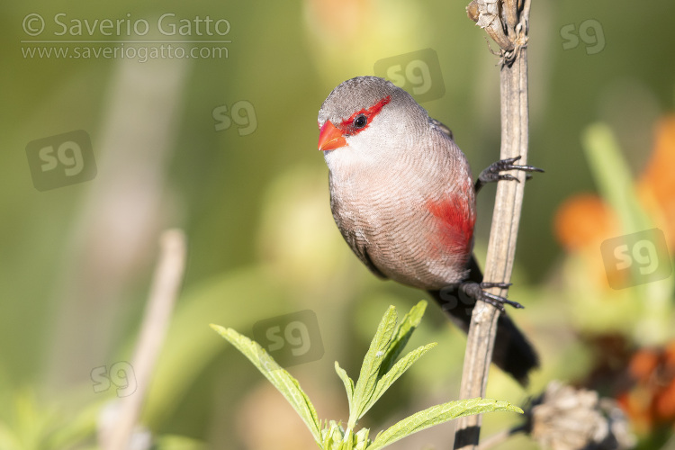 Common Waxbill