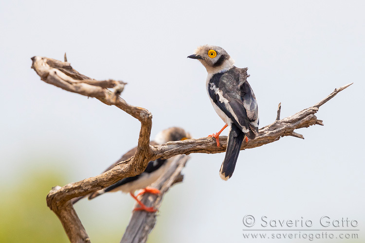 White-crested Helmetshrike, adult perched on a branch