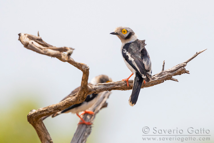 White-crested Helmetshrike