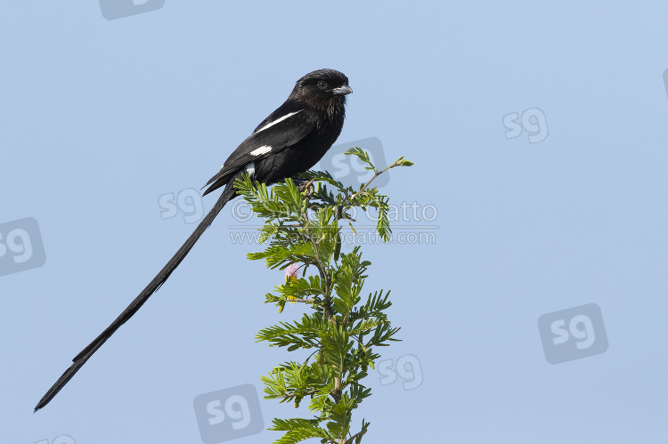 Magpie Shrike, side view od an adult perched on a branch of acacia tree