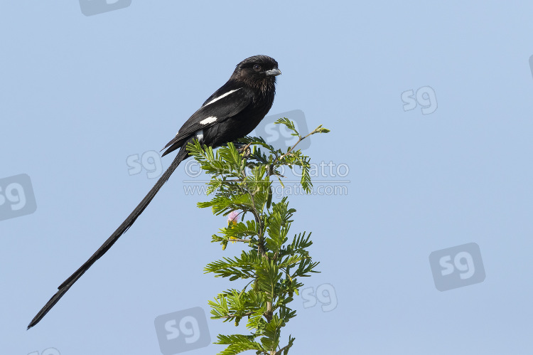 Magpie Shrike