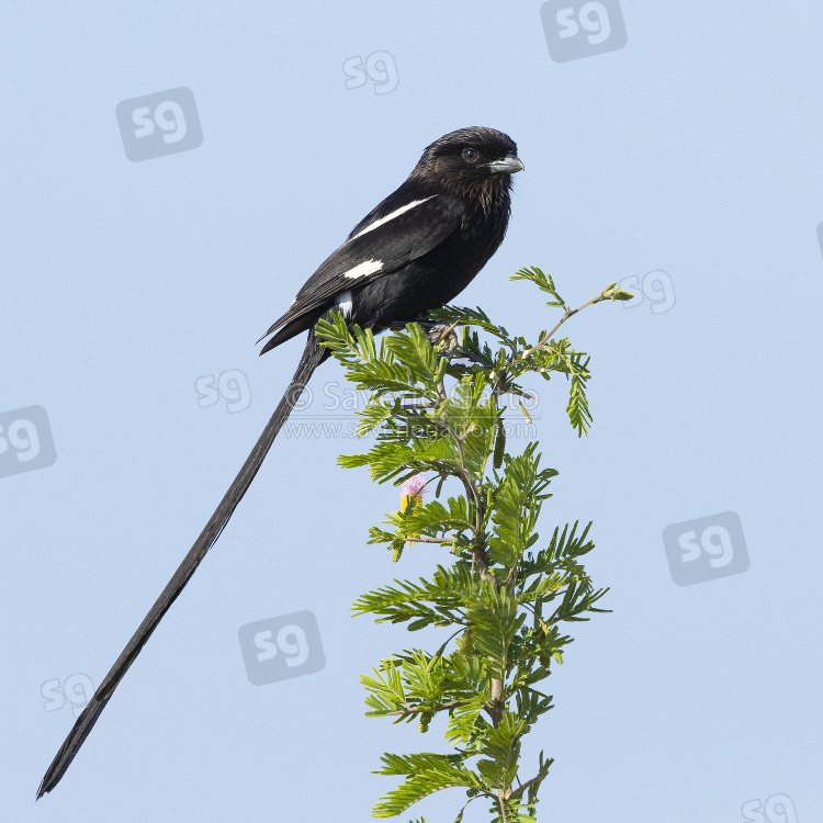 Magpie Shrike, side view od an adult perched on a branch of acacia tree