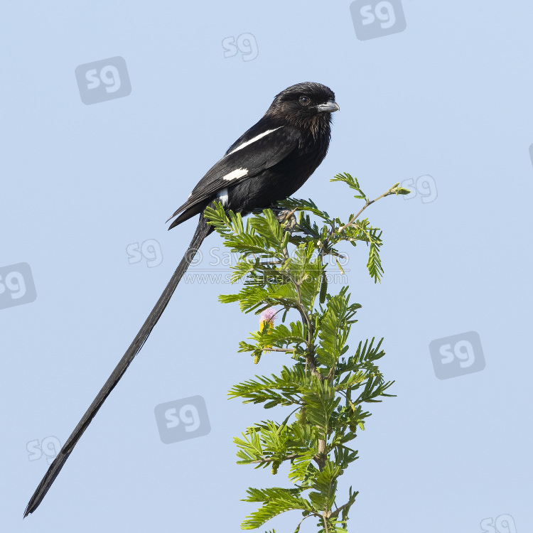 Magpie Shrike