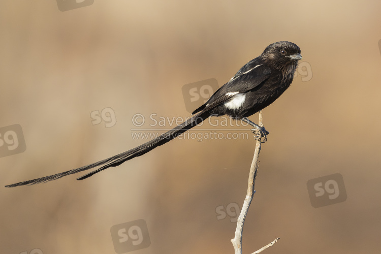 Magpie Shrike, side view of an adult female perched on a dead branch