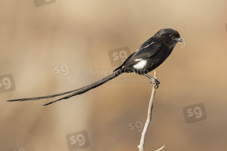 Magpie Shrike, side view of an adult female perched on a dead branch