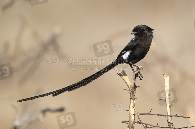 Magpie Shrike, side view of an adult female perched on a dead branch