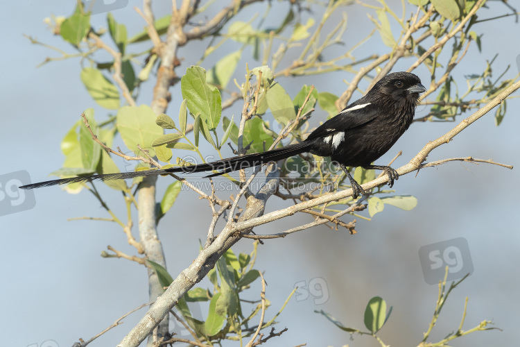 Magpie Shrike, adult perched on a branch