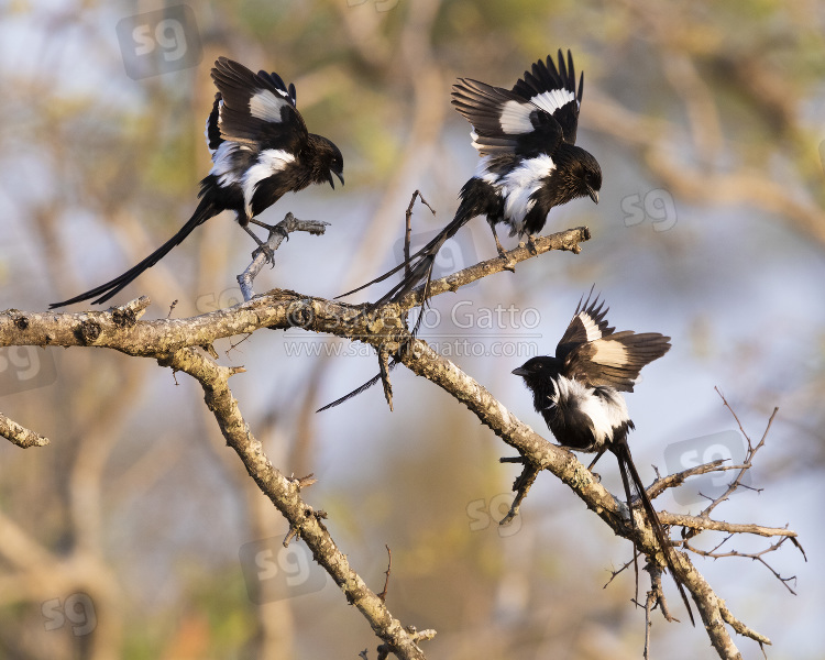 Magpie Shrike, a small group displaying on a branch