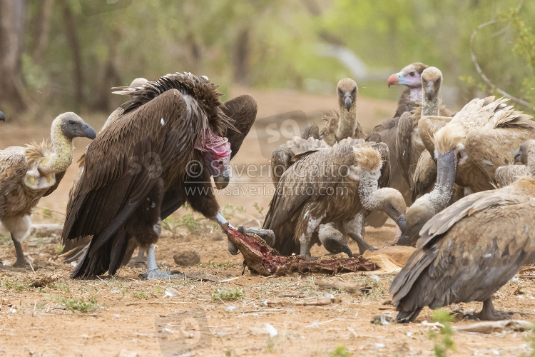 Lappet-faced Vulture, immature feeding on a carcass