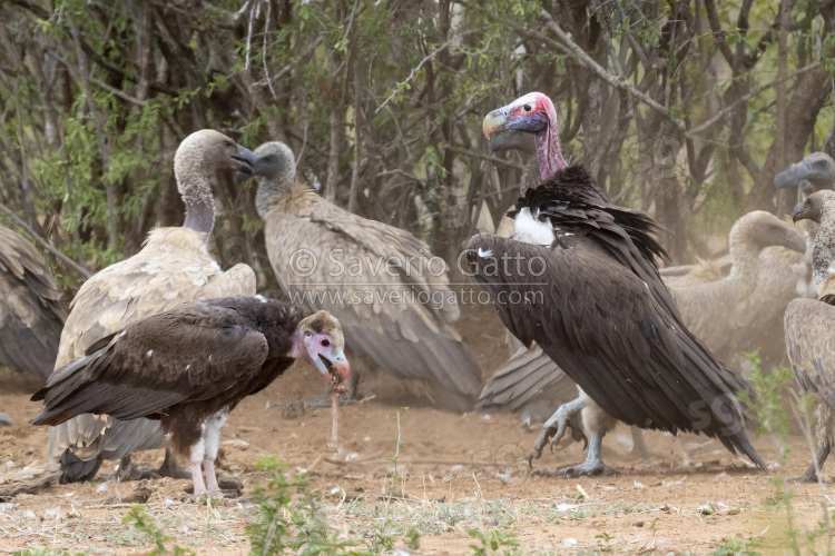 Avvoltoio orecchiuto, adulto in atteggiamento di minaccia