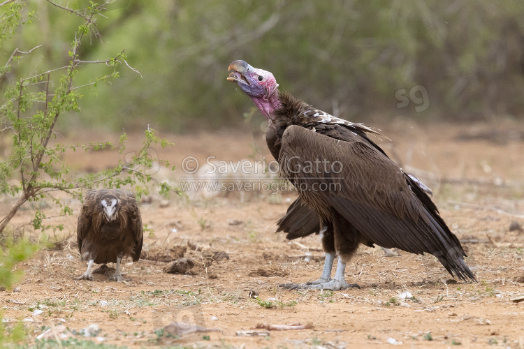 Lappet-faced Vulture