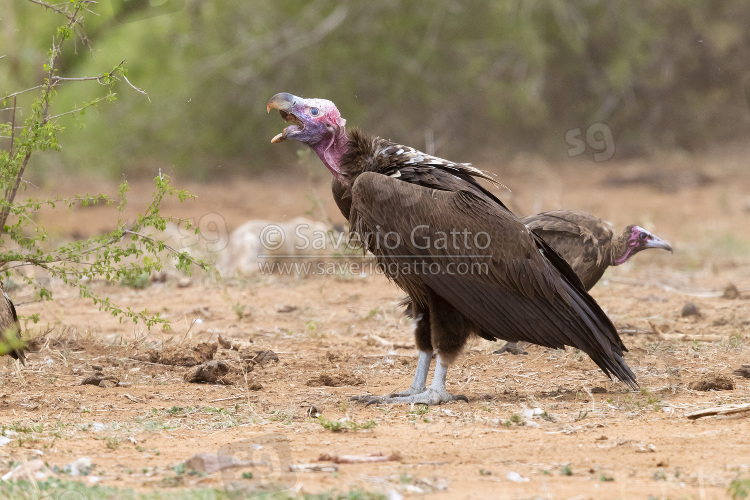 Lappet-faced Vulture, side view of an immature swallowing a part of a carcass