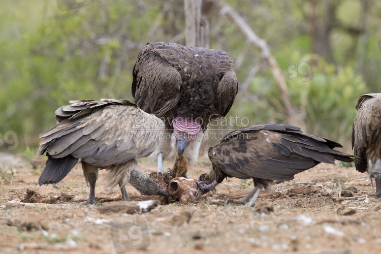 Avvoltoi su una carcassa, avvoltoi che si alimentano su una carcassa