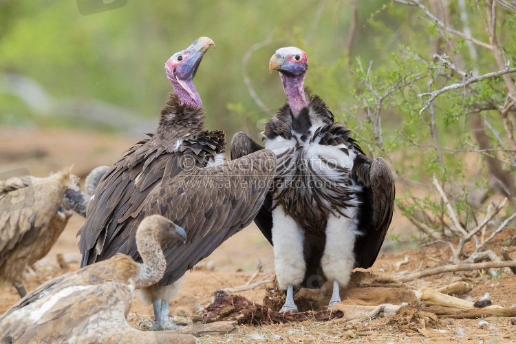 Avvoltoio orecchiuto, adulti in display vicino ad una carcassa