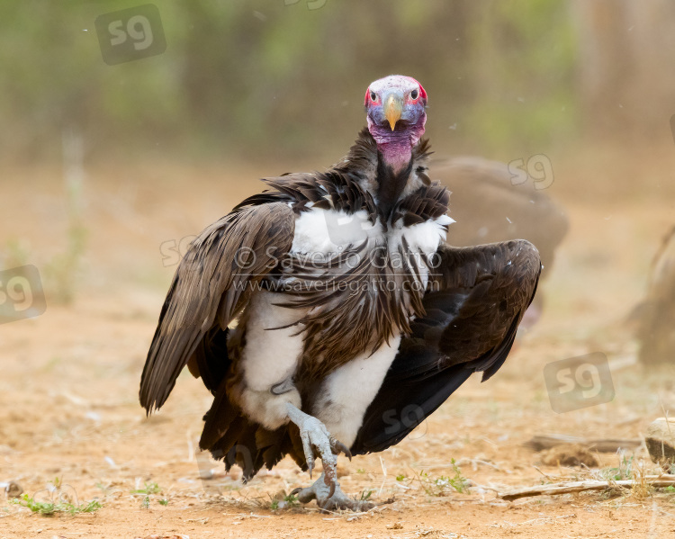 Lappet-faced vulture, front view of an adult walking on the ground