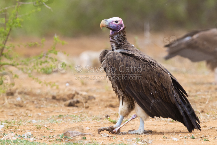 Lappet-faced Vulture, side view of an adult standing on the ground with a bone in its feet