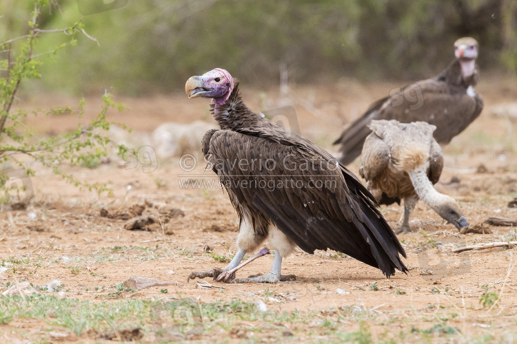 Avvoltoio orecchiuto, adulto posato sul terreno con un osso nella zampa