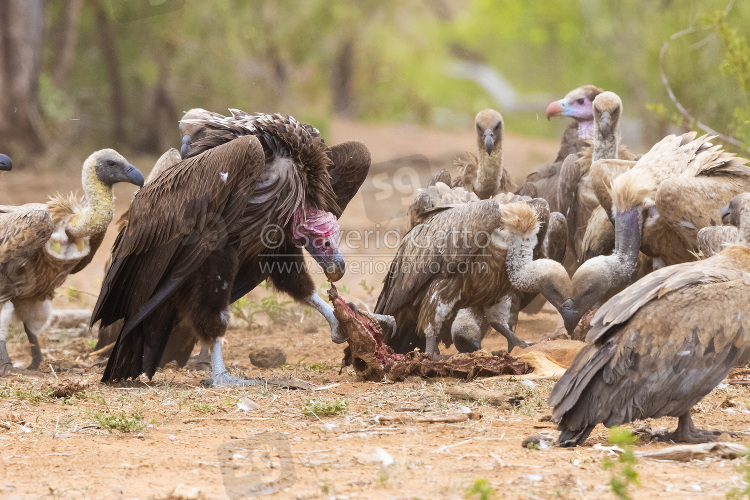 Lappet-faced Vulture