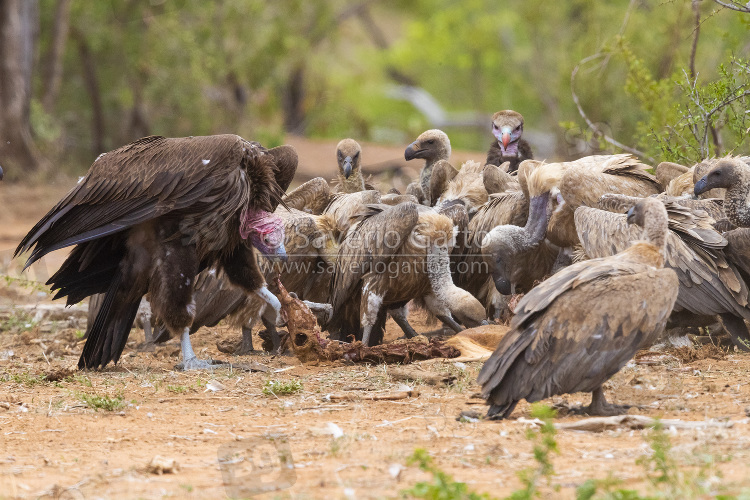 Lappet-faced vulture