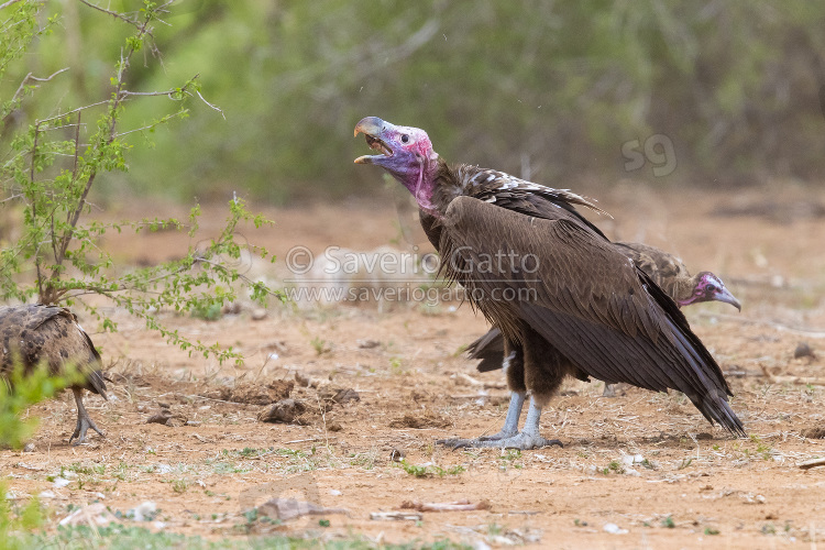 Lappet-faced Vulture