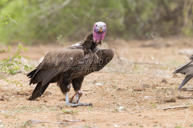 Avvoltoio orecchiuto, immaturo posato sul terreno