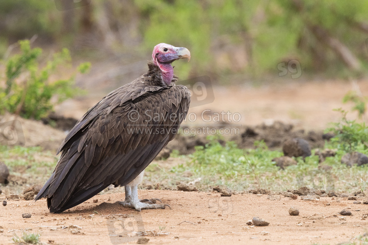 Lappet-faced Vulture, side view of an adult standing on the ground