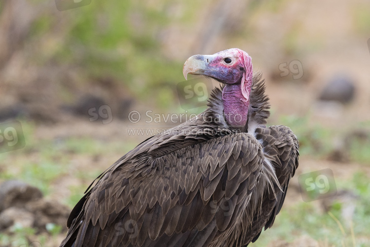 Lappet-faced Vulture, adult close-up