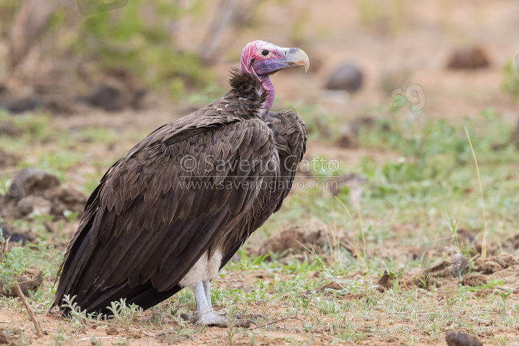 Avvoltoio orecchiuto, aduto posato sul terreno