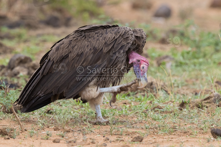 Avvoltoio orecchiuto, adulto mentre si gratta il becco