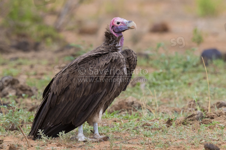 Avvoltoio orecchiuto, adulto posato sul terreno
