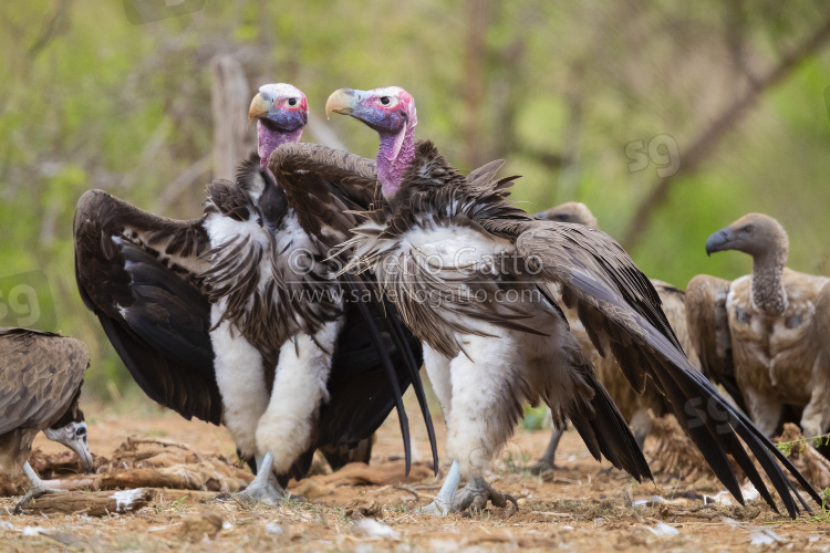 Lappet-faced Vulture, two adults displaying on the ground among other vultures