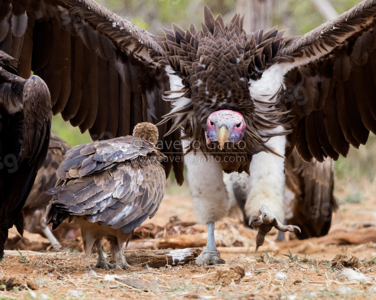 Avvoltoio orecchiuto, adulto che cammina in atteggiamento di minaccia