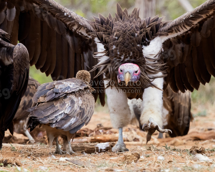 Lappet-faced vulture, front view of an adult walking towards a hooded vulture