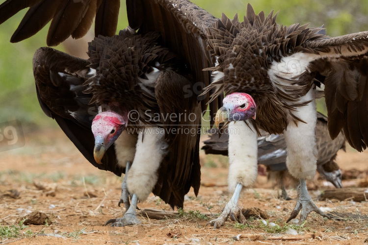 Avvoltoio orecchiuto, adulti in parata