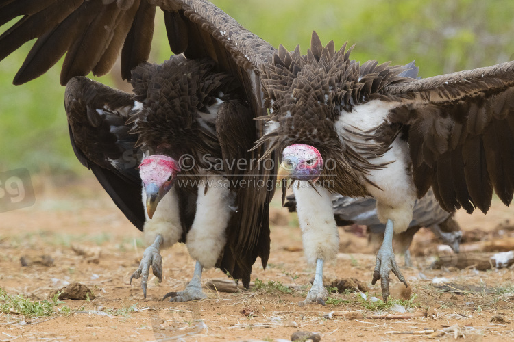 Avvoltoio orecchiuto, adulti in parata