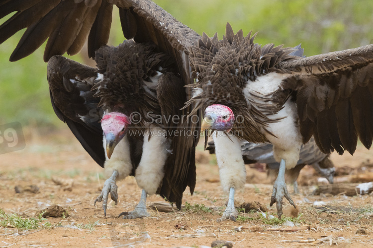 Lappet-faced Vulture